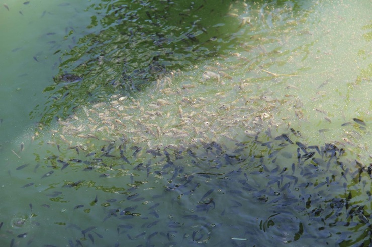 Pulihkan Ikan Endemik Sungai Musi, KKP Lakukan Restocking